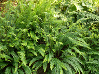 blechnum spicant.jpg_s.jpg